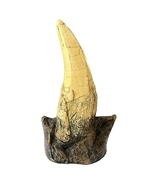 Tyrannosaurus Rex Large Tooth Replica 6.5 Fossil Cast with Maxilla Base