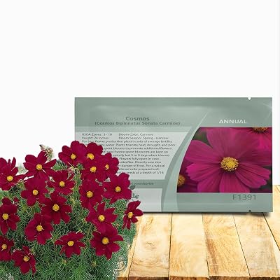 Outsidepride Sonata Carmine Cosmos Bipinnatus Seeds - 50 Pcs Annual, Easy to Grow & Drought Tolerant, Flower Seeds for Planting w/Compact Mounded Blooms, Ideal for Cut Flower & Wildflower Meadows
