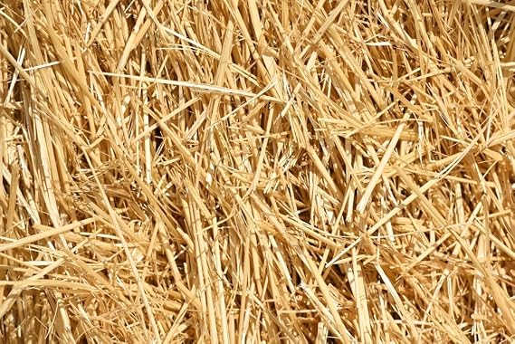 Wheat Straw 100% Natural Soft Dry Straw Bale Grass Cover Garden Mulch | for Animal bed Dogs Cats Poultry and Grass Cover Garden Mulch (yellow, 1LB)