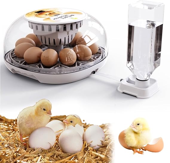 Incubators for Hatching Eggs, Quail Egg Incubator 12 Eggs with Automatic Egg Turner Temperature and Humidity Display 360 Clear Window for Small Poultry Chickens Ducks, Without Bottle (White)