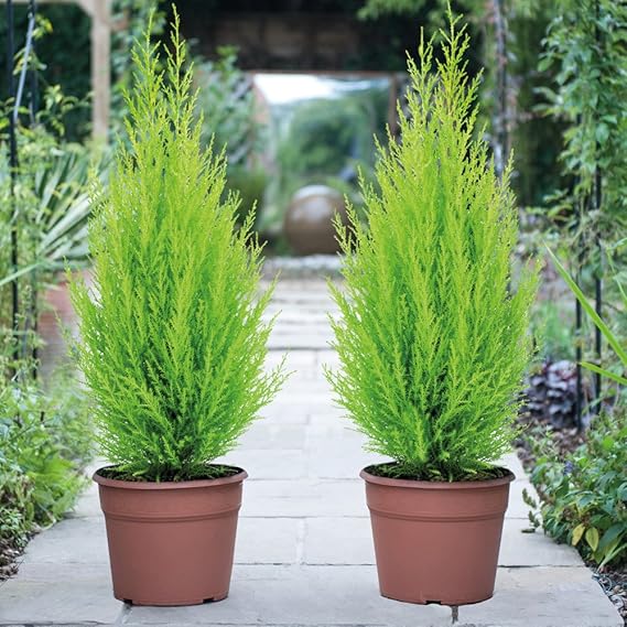 Italian Cypress Wilma Conifer Tree - 1 x Cupressus Plant in 10.5cm Pot, Ideal for Outdoor Gardens, Easy to Grow, Ideal for Borders &amp; Containers by Thompson &amp; Morgan