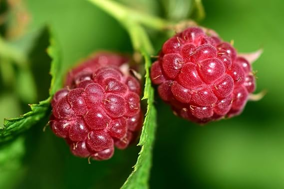 Raspberry Bare Root - 2 Plants - Encore Raspberry Plant Produces Large, Firm Berries with Good Flavor - Wrapped in Coco Coir - GreenEase by ENROOT