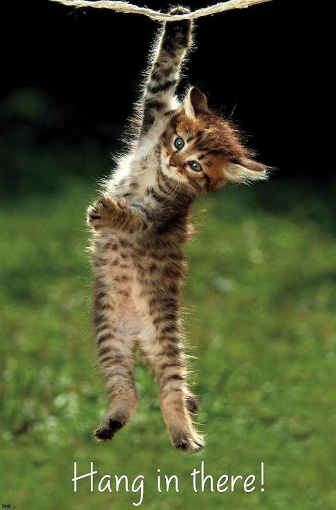 Trends International Kitten Hang In There Wall Poster 22.375" x 34" Bedroom