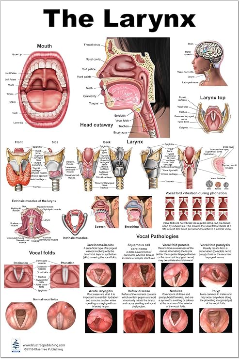 Blue Tree Publishing Larynx Poster 24"x36" Human Vocal Cord & Throat Anatomy Chart for Speech-Language Pathologists, ENT Clinics, Singing Teachers & Medical Education