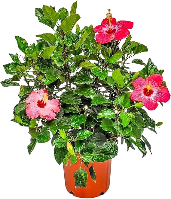 Hibiscus Bush Plant - Pink Flower - Overall Height 26" to 28" - Tropical Plants of Florida (Plant + Outdoor Soil)