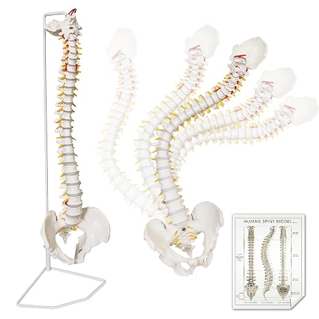 86 cm life-size spine model with nerves, vertebrae, arteries, lumbar column, male pelvis, includes permanent stand and colourful product manual (English language not )
