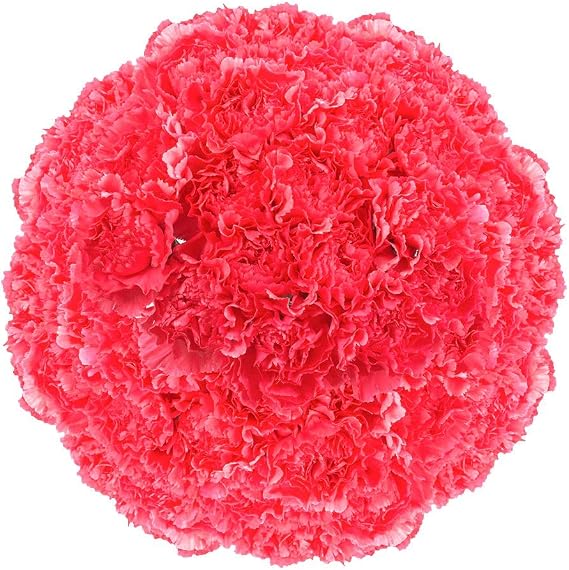 GlobalRose 300 Hot Pink Carnation Flowers - Responsibly Sourced Carnations Fresh Flowers - Hand-Picked Fresh Bouquet for Graduation, Anniversary, Birthday & Special Occasions (12 Bunches of 25 Stems)