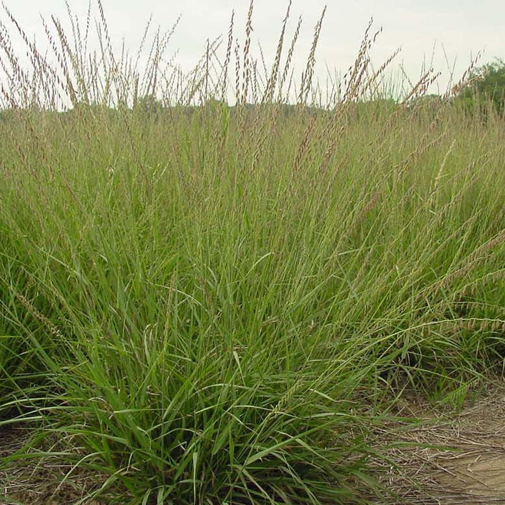 Outsidepride Southwest Native Grass Seed Mix - 1 lb. Perennial Warm & Cool Season Grasses, Drought & Heat-Tolerant, Low Maintenance, Ideal for Erosion Control, Pasture, Natural Landscaping