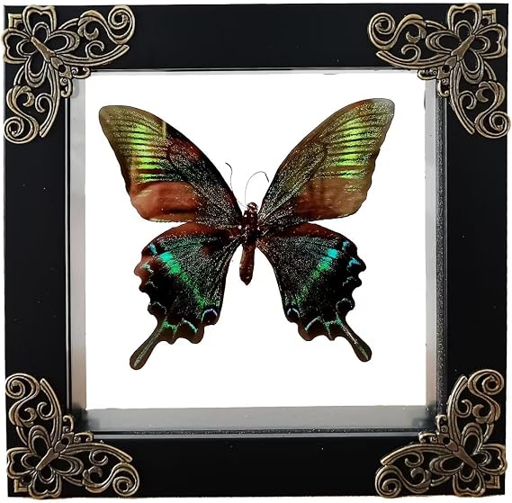 Transparent Specimen Display Frame for Butterflies & Insects
