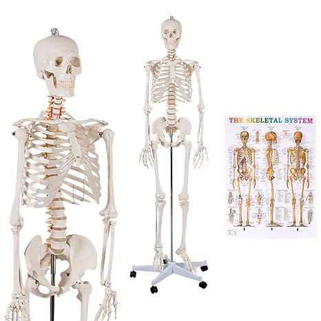 GOFLAME Human Skeleton Model for Anatomy, 70.8 Life Size Skeleton Model with Nervous System and Rolling Stand for Medical Study, Anatomical Skeleton with Movable Arms and Legs, Dust Cover & Poster