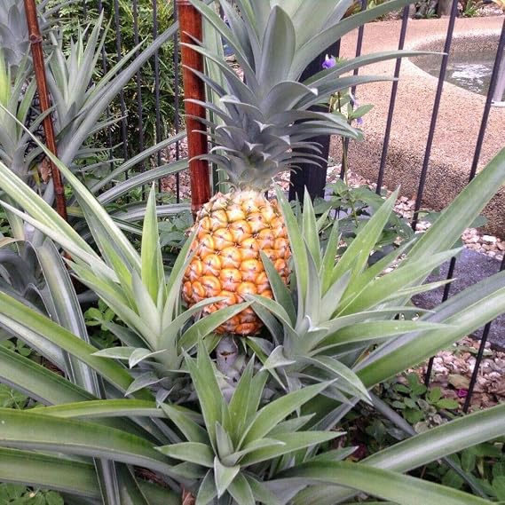 White Pineapple - White Hawaiian Pineapple Non Acidic Super Sweet From Hawaii