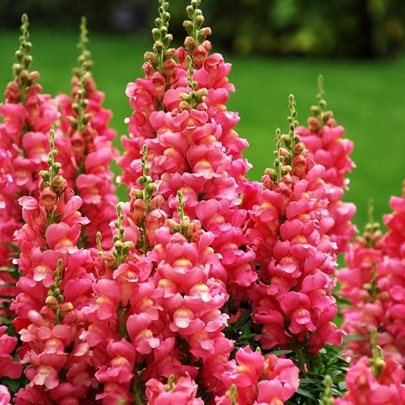 Seeds Snapdragon Tall Pink