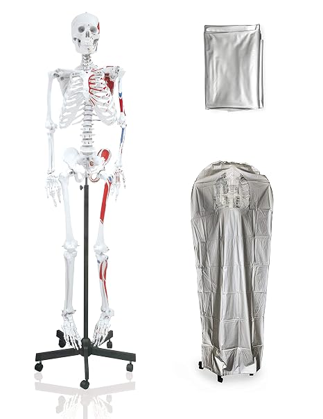 Skeleton Model, Life Size 168cm Anatomical Features, Flexible Arms & Legs, Includes Dust Cover & Diagram, For Students & Educators, Ages Youth to Adult, Biology Education