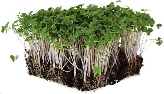Mountain Valley Seed Co Waltham 29 Broccoli Seeds Non-GMO Bulk Heirloom | Broccoli Seeds For Sprouting, Microgreens, Vegetable Gardening, Garden Salad Garnishes, More - 1 Lb