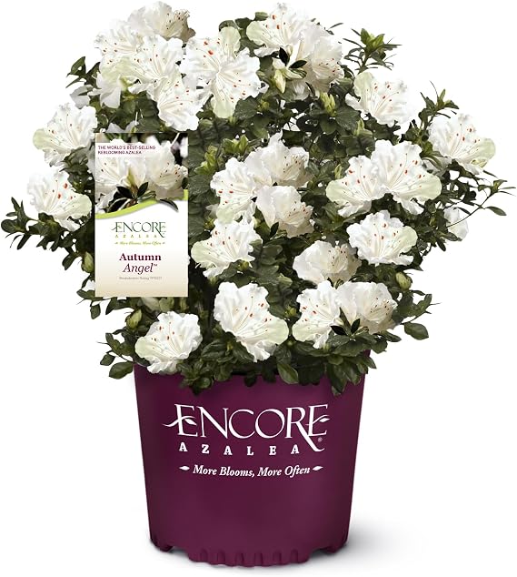 Encore Azalea Autumn Angel Azalea 2 Gal, White Blooms