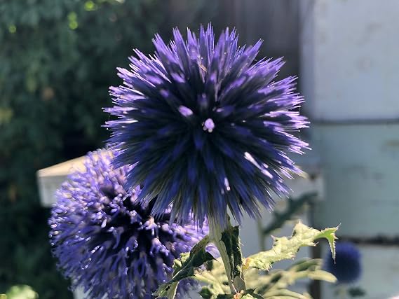 1 Stareter Plant of Echinops banaticus Blue Glow Globe Thistle