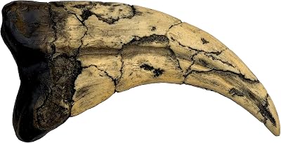 Utahraptor Dinosaur Claw Replica - 7 - Museum Quality Cast Fossil Specimen