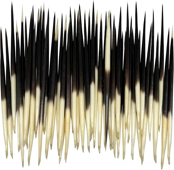 MMvolesy 10Pc Indian South African Porcupine Quill 5-6 Inch