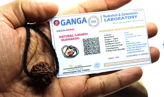 Certified 6 Mukhi Rudraksha Shiva pendant mala bead, Kartikeya Mars yoga jewelry, big Rudraksh choker, Protection jewellery, Hindu necklace