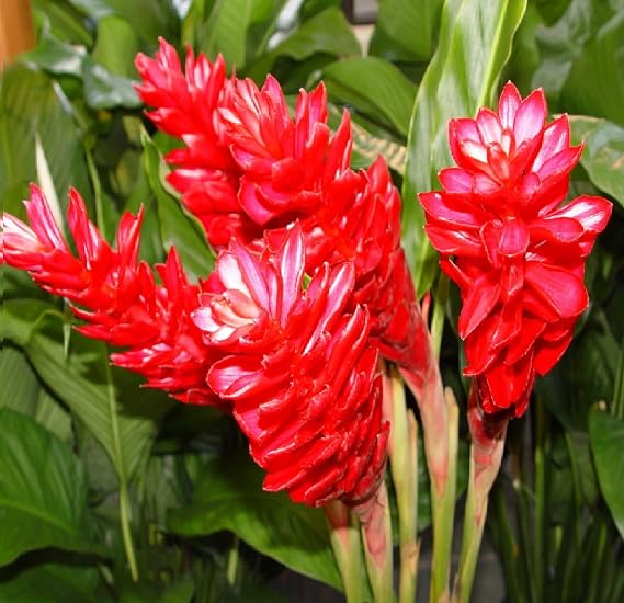 Hawaiian Red (Awapuhi`Ula`Ula) Ginger Plant Root 1Pk Discount Hawaiian Gifts