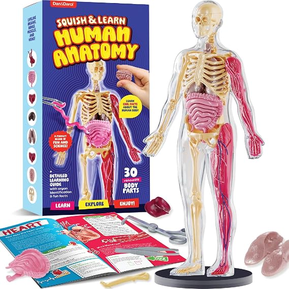 Human Anatomy Squishy Body Model - STEM Science Kits for Kids Ages 4-8 | STEM Toys for 4 5 6 7 8 Year Old Boy Birthday Gift - Learning Educational Toys for Ages 5-7 Boys Gifts - Skeleton Parts