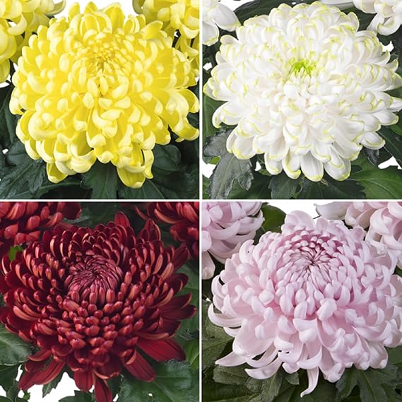 CHUXAY GARDEN Mix Chrysanthemum Flower Seed 50 Seeds Hardy Garden Mum Flowering Plant Showy Accent Plant Lovely Flowers