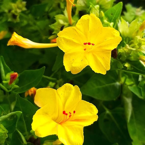 Yellow Four O' Clock Seeds - 100+ Count - for 2026 Planting Mirabilis Jalapa Solid Marvel of Peru Jalap Sweet Smell Evening Night Blooming Garden Flower Grow Your Own Home Farm Patio