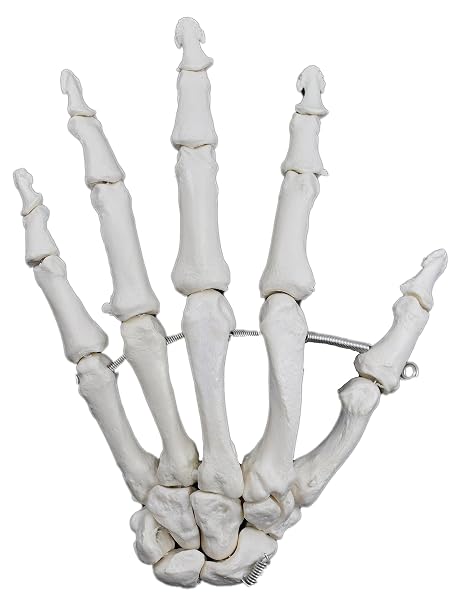 Hand Bone Model, Articulated - Left - Anatomically Accurate Human Bone Replica - hBARSCI