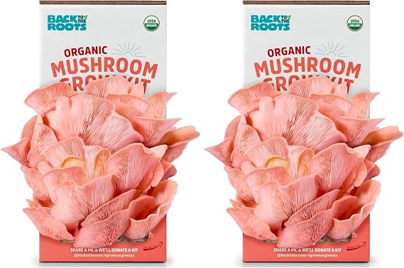 Back to the Roots Organic Pink Mushroom Grow Kit, Harvest Gourmet Mushrooms in 10 Days (Pack of 2)