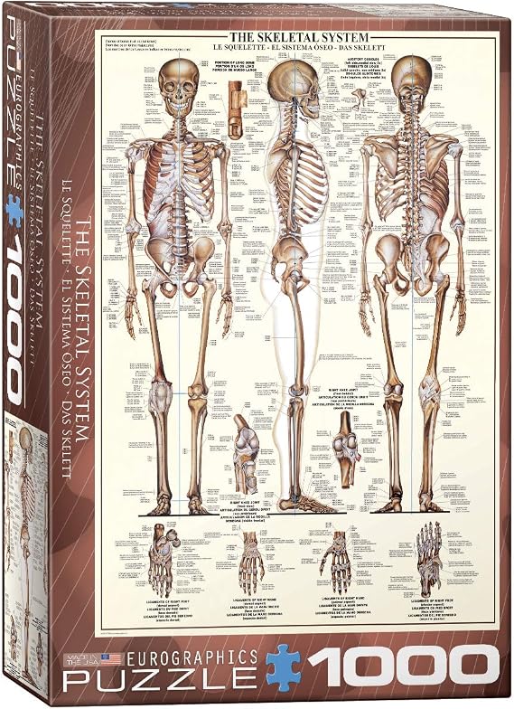 EuroGraphics Skeletal System (Chart) Puzzle (1000-Piece) (6000-3970) , Brown