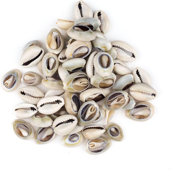 The Bead Chest Cowrie Shells (Medium) - Approx 50 Pieces - White, Natural - Jewelry Making, Craft Projects, Artistic Use, Cultural Adornments