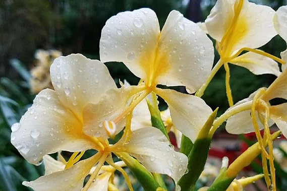 Hawaiian White Ginger Hedychium Coronarium Plant Rhizomes Roots 4 PK