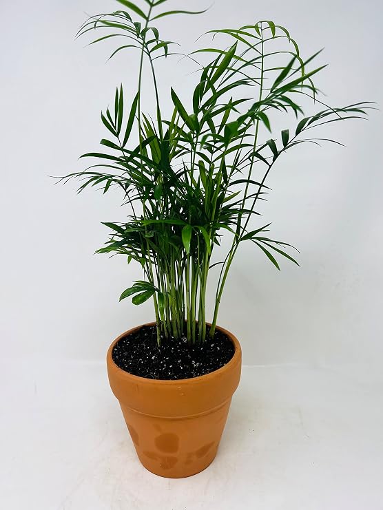 Victorian Parlor Palm - Chamaedorea Neanthe Bella 4" Clay Pot