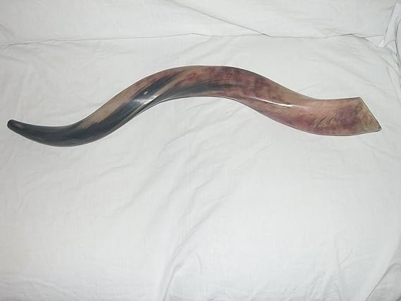 50-59 Cm (20"-23") Authentic Kudu Yemenite Shofar - Hand Polished, Kosher Certified, Musical Instrument & Ritual Horn by Yaliland
