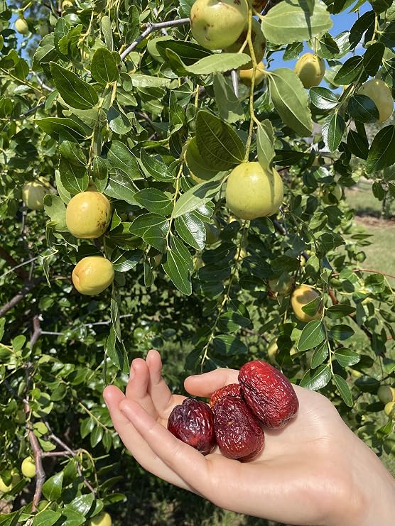 LI JUJUBE TREE - 2 Year Old