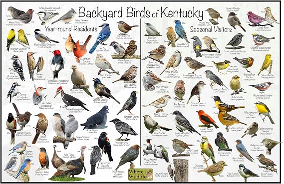Where's Wildlife Backyard Birds of Kentucky - Laminated Poster - Horizontal Bird Identification Chart (20" x 30")