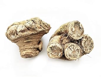 Fresh Celery Root Celeriac - KnobTurnip-Rooted Celery 2 Pounds | Premium Root Vegetable for Gourmet Cooking | Versatile Low-Carb Alternative
