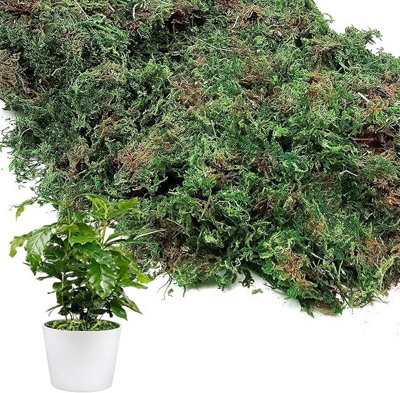 10oz Natural Green Moss for Plants Indoor - Dried Forest Real Moss for Crafts, Artificial Fairy Gardens, Mosswall, Glass Terrariums, Floral Design, Home Decor
