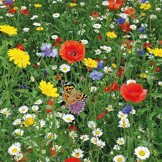 Pronto Seed Wildflower Seeds UK Mixed Variety Garden Pack - Seed Mix for Outdoor Blooms from May to October - Easy-Grow Native British Flowers for